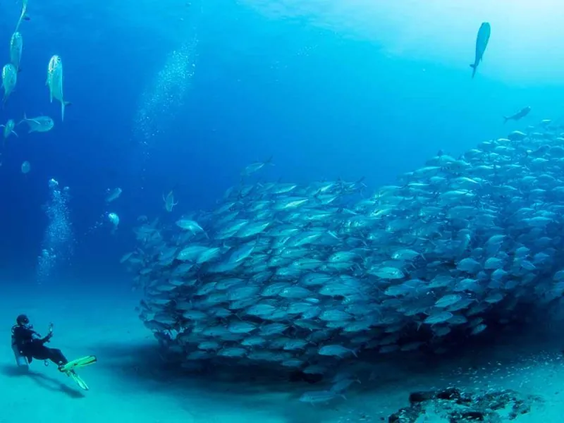Diver beside a dense swirling school of fish in blue water at Los Arcos