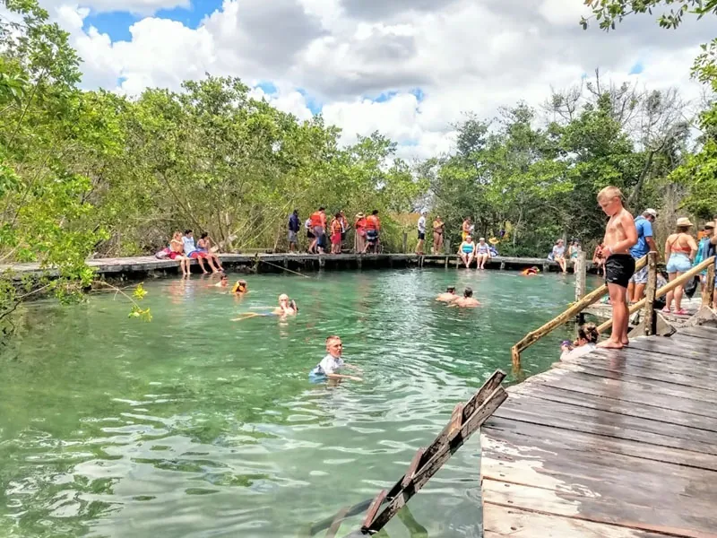Swimmers in a clear pool beside a wooden boardwalk surrounded by mangroves
