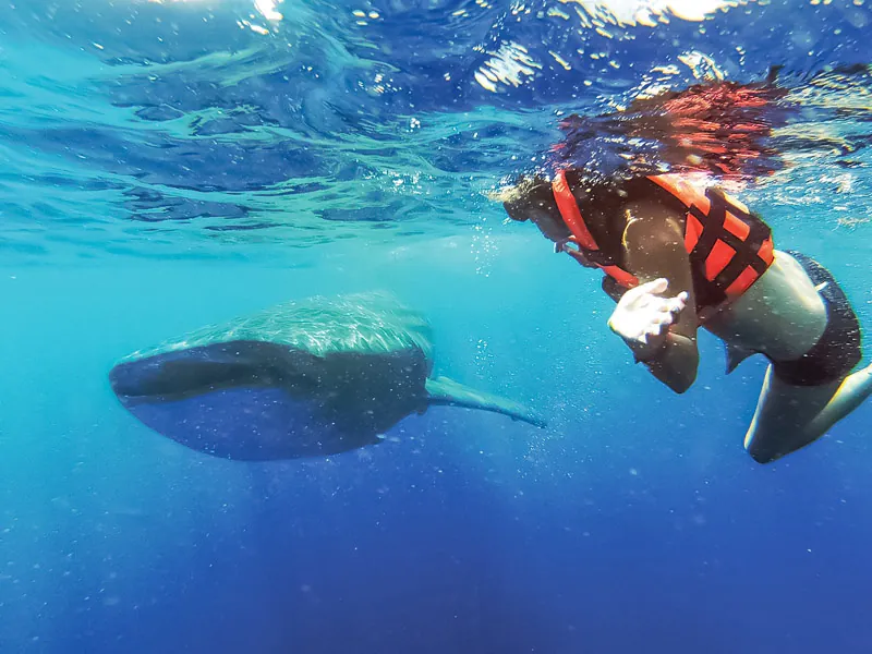 A snorkeler in a red life vest watching a whale shark pass below the surface