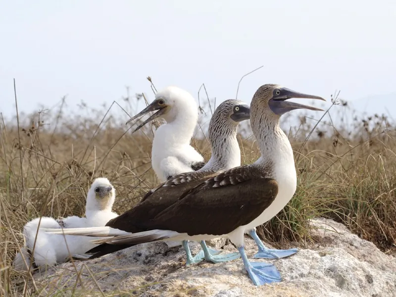 Family of blue-footed boobies with a chick standing on a rock among dry grass