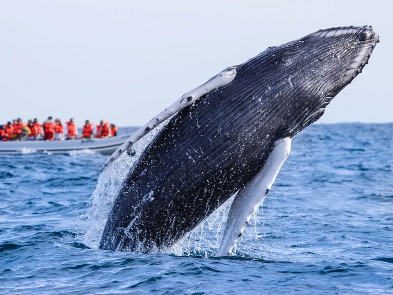 Humpback whale breaching with guests watching from a boat behind