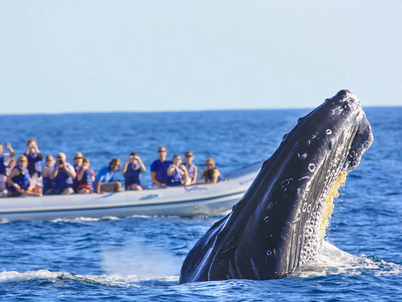 Humpback whale surfacing beside an inflatable boat full of guests
