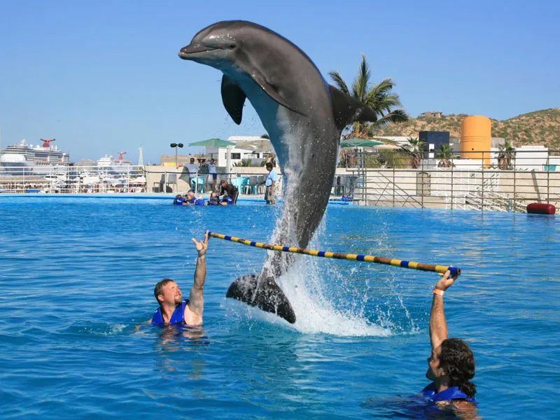 Dolphin leaping over a pole held by two swimmers in the pool