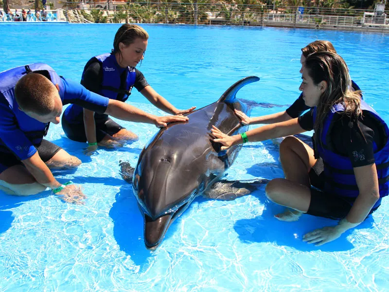 Guests kneeling in shallow water around a dolphin with a trainer