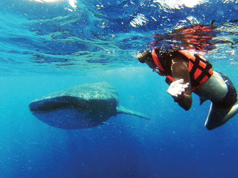 Snorkeler in an orange life vest looking down at a whale shark