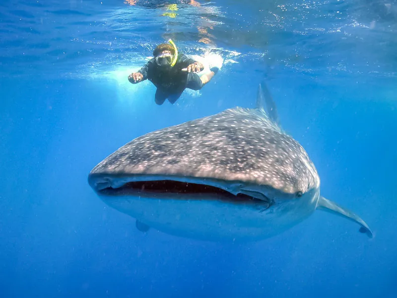 A whale shark swimming head-on toward the camera with a snorkeler above it in deep blue water