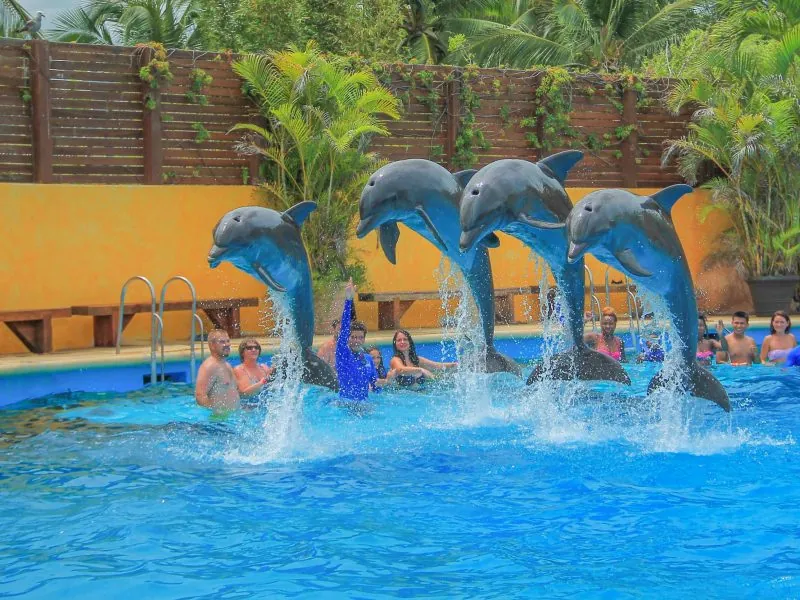 Four dolphins leaping together from the pool as guests watch from the water