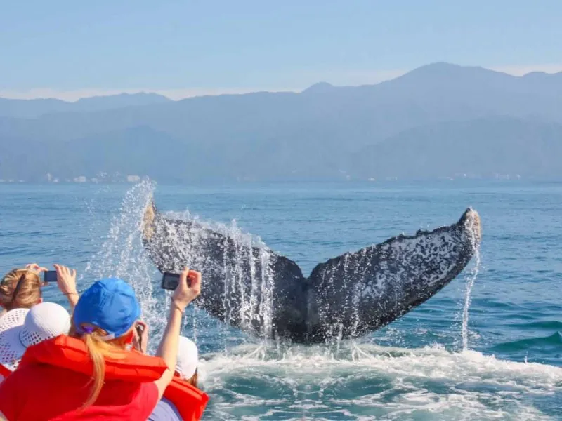 Guests photographing a whale tail from the boat