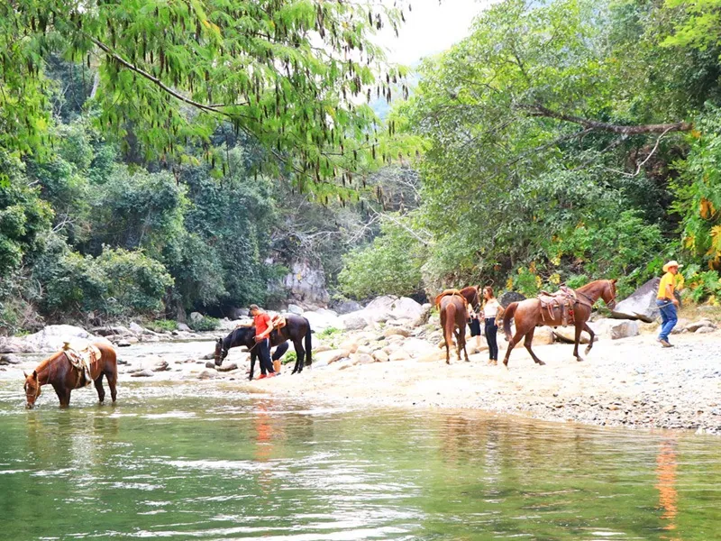 Horses drinking at a boulder-lined river in the Sierra Madre jungle