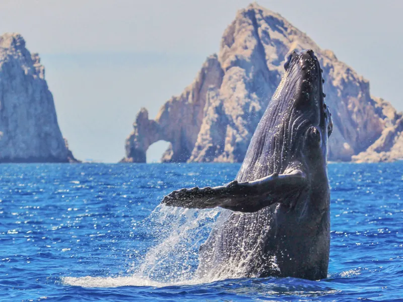 Humpback whale breaching in front of the rock arch at Land’s End, Cabo San Lucas