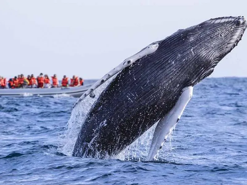 Humpback whale breaching beside a boat of guests in Banderas Bay