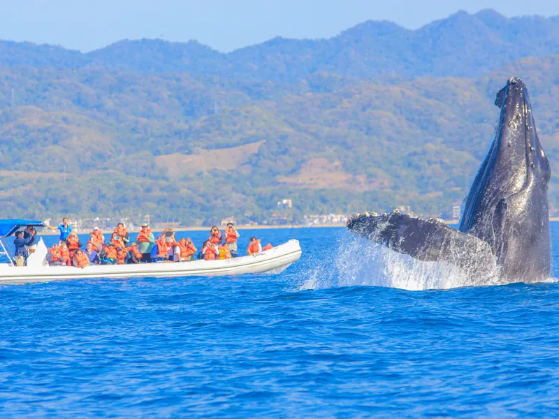 Humpback whale rising out of the water next to an inflatable tour boat