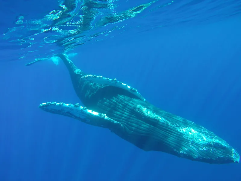 Humpback whale swimming underwater in clear blue water