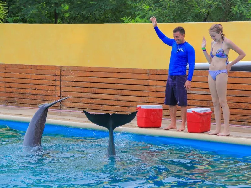 Trainer and guest signaling from the poolside as a dolphin raises its tail from the water