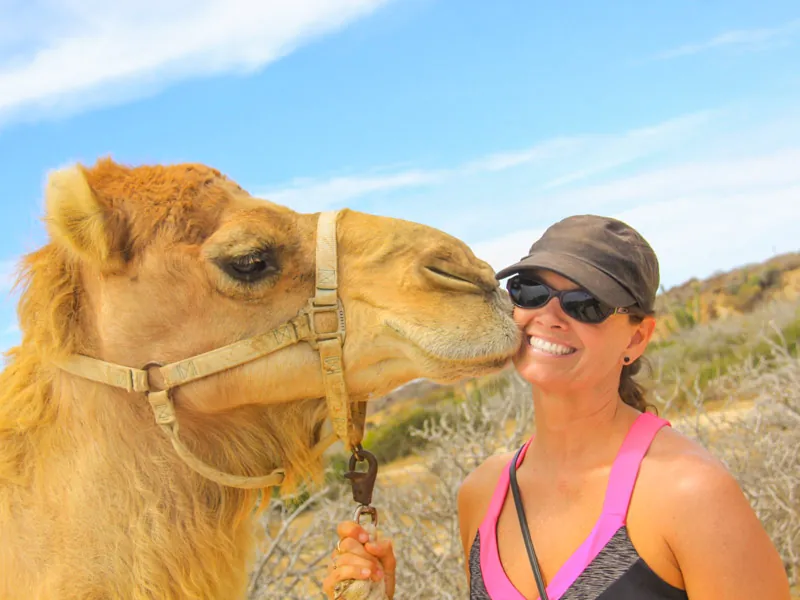 Smiling guest in sunglasses cheek to cheek with a camel