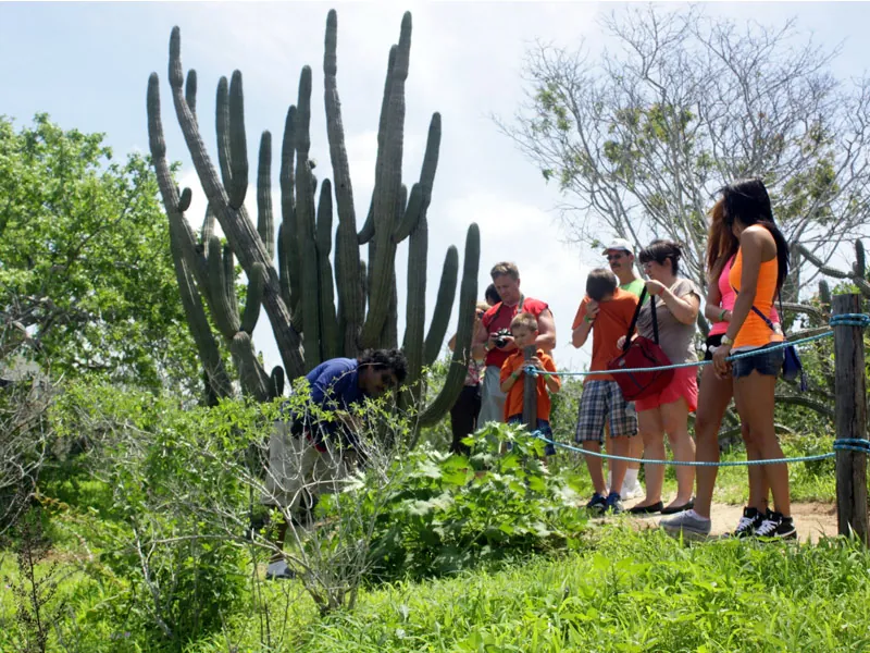 Guests on a guided walk beside a tall columnar cactus
