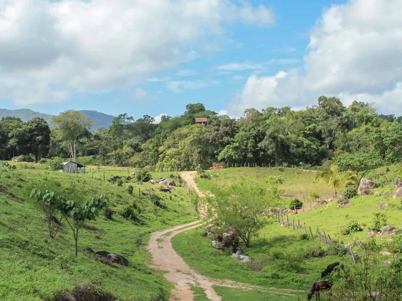 Dirt road winding through green pasture and forest in rolling hills