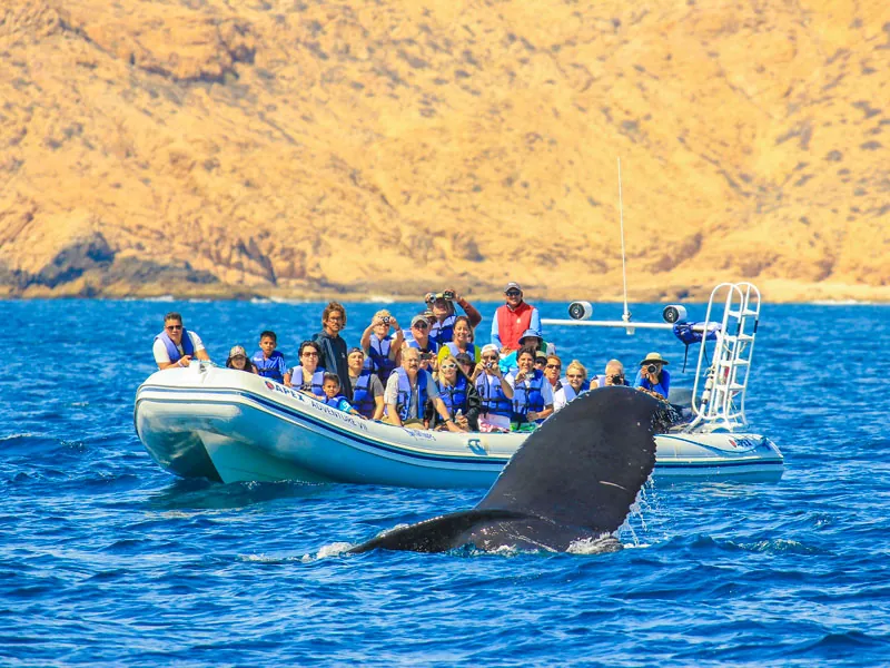 Humpback whale fin rising beside a boat of guests below golden desert hills