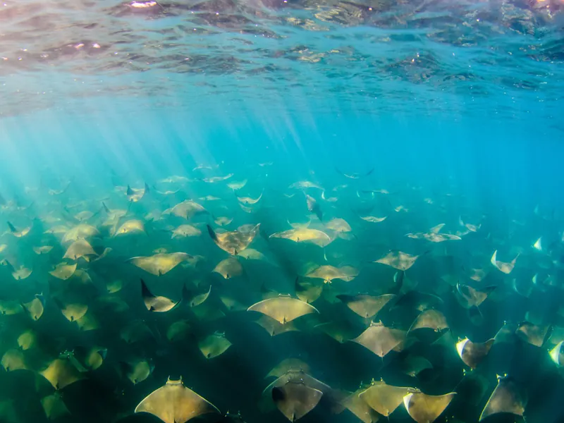 Large group of rays gliding over the seabed in green-blue water