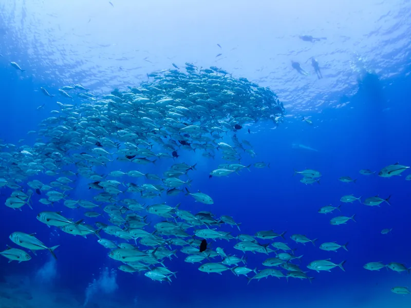 Dense school of silver fish in deep blue water with divers visible above