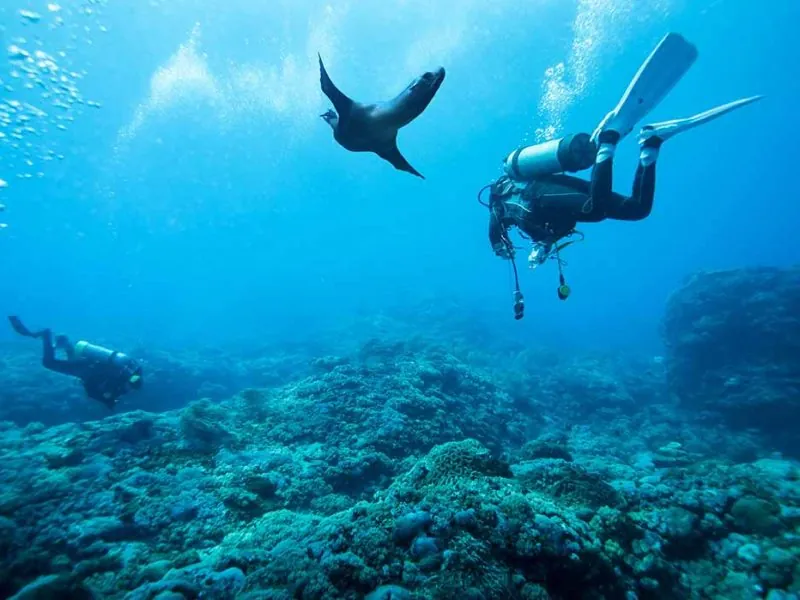 Sea lion swimming above two divers over a rocky reef at Las Caletas