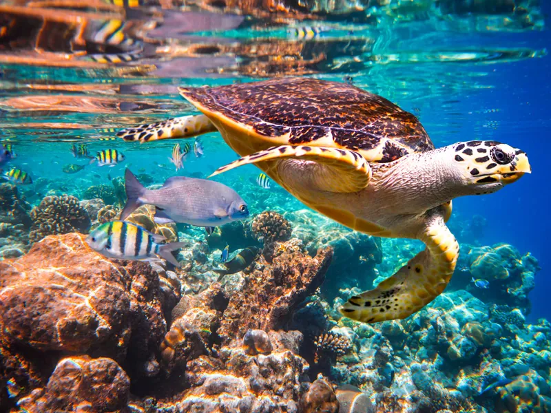 Hawksbill sea turtle swimming over coral with reef fish around it