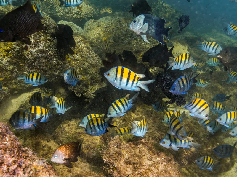 A school of striped sergeant major fish swimming over rocks in clear water