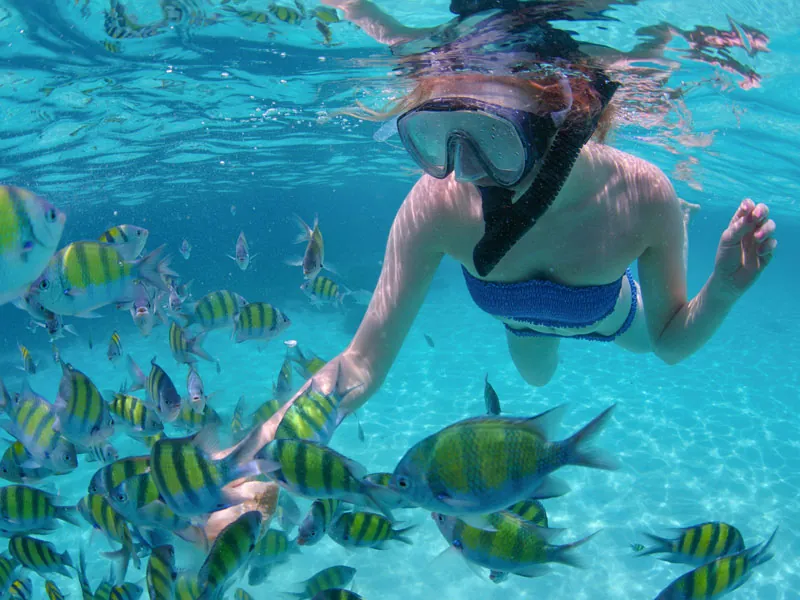 Snorkeler swimming among yellow-striped sergeant major fish in clear water