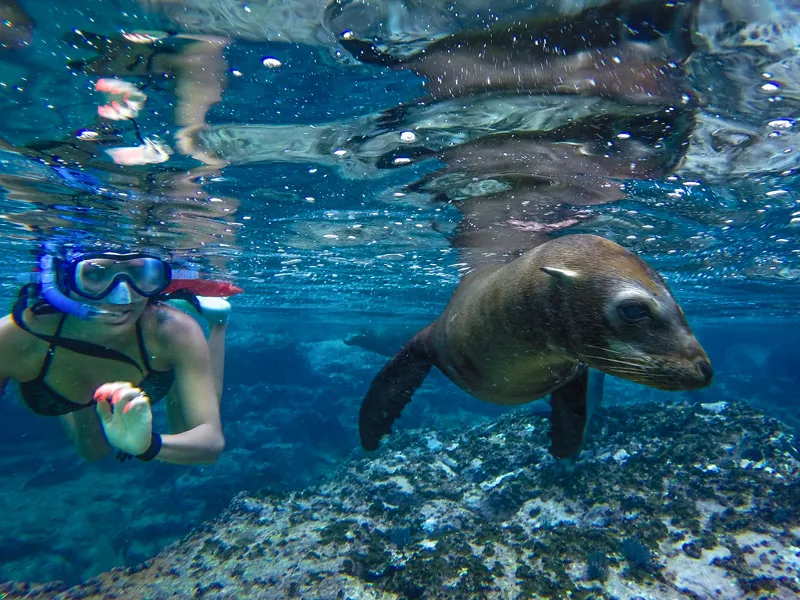 Snorkeler in a mask face to face with a sea lion underwater