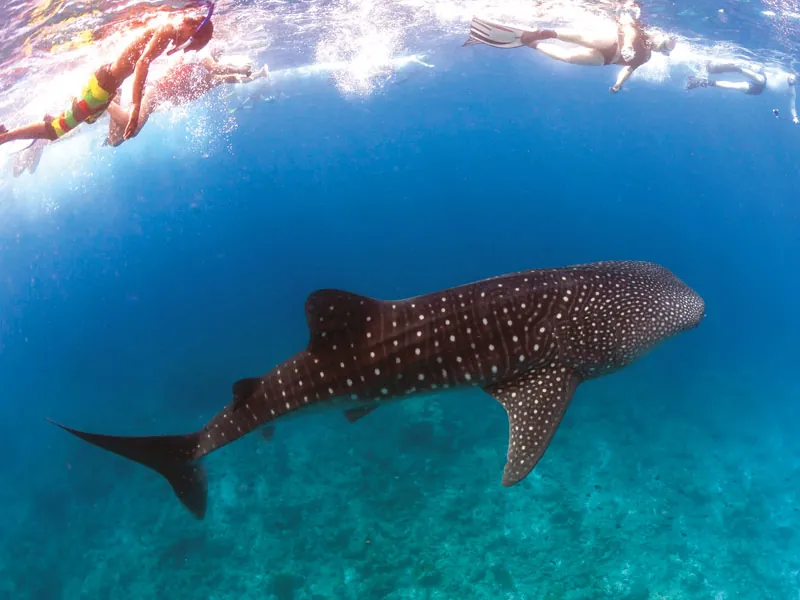 Whale shark cruising over a sandy bottom as snorkelers watch from the surface