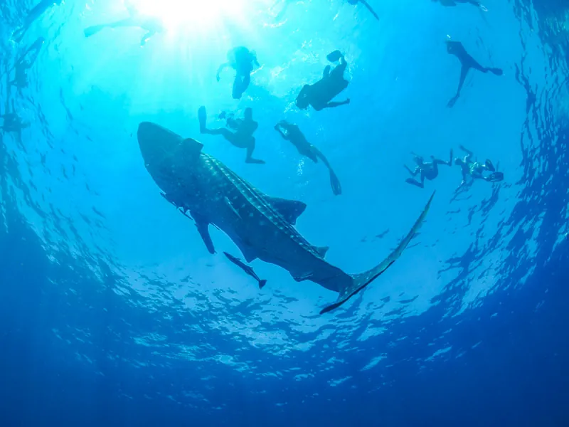 A whale shark seen from below, with a group of snorkelers silhouetted at the sunlit surface