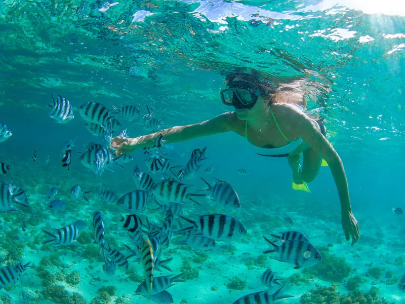 Snorkeler reaching toward a shoal of striped fish over a sandy, weedy reef