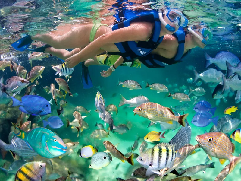 A snorkeler in a life vest swims among parrotfish and striped tropical fish at Xel-Há