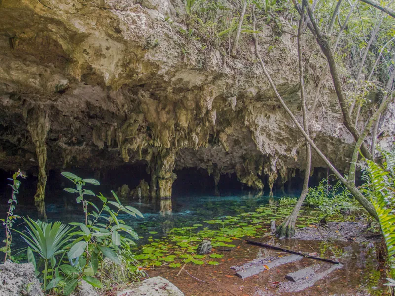 Stalactites hanging over still water at the mouth of a cenote cavern, with lily pads and palms