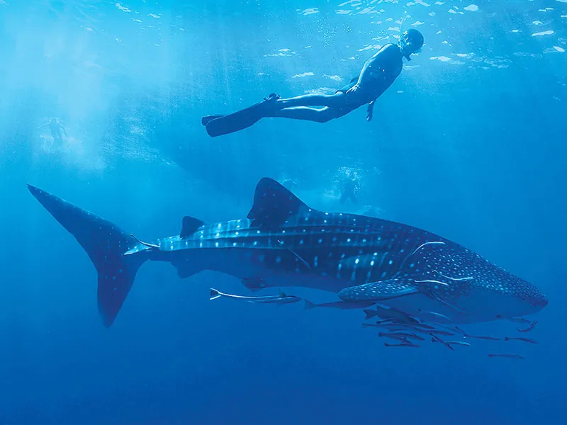 Snorkeler swimming above a whale shark in clear blue water