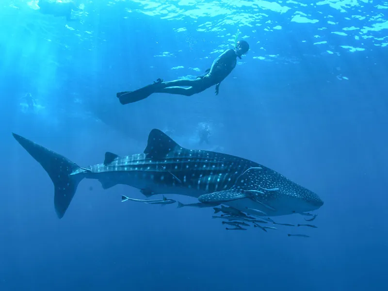 A freediver gliding above a spotted whale shark and small fish in clear blue water