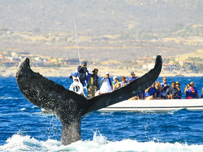 Humpback whale tail lifting out of the sea beside a tour boat near the coast