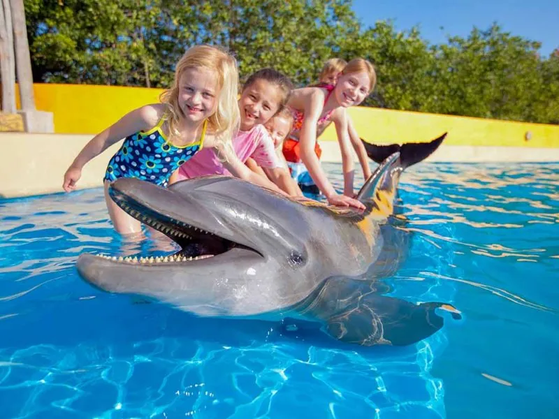 Three children in life vests touching a dolphin at the edge of the shallow pool