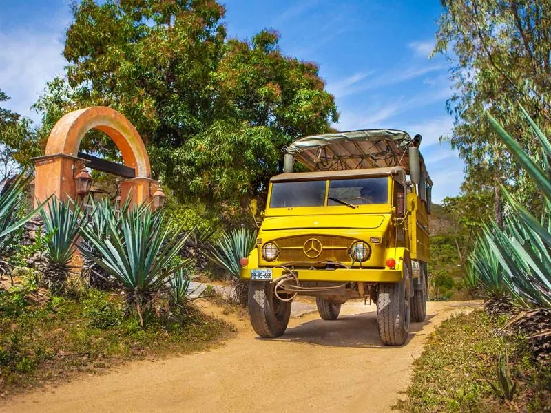 Yellow open-air Mercedes-Benz Unimog truck on a dirt road lined with agave plants