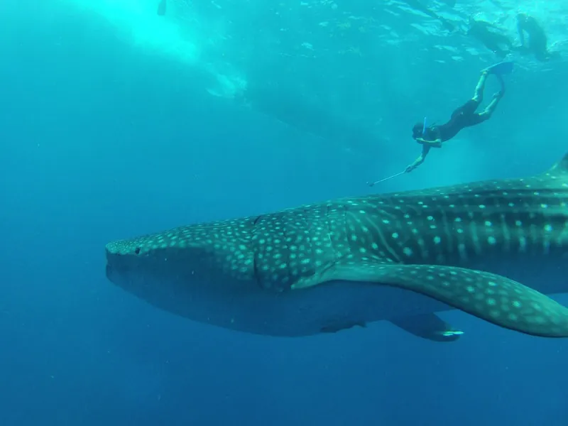 Close view of the white-spotted back and fins of a whale shark in green-blue water