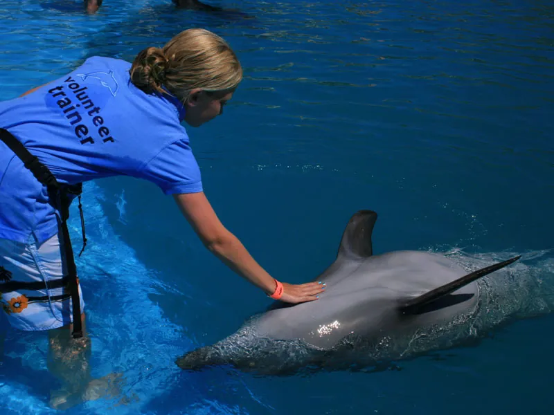 Volunteer trainer in a blue shirt touching a dolphin at the pool edge