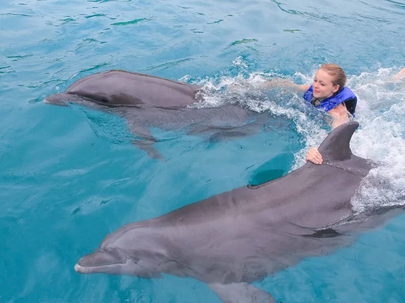 Two dolphins swimming beside a guest in a blue life vest in the pool at Nuevo Vallarta