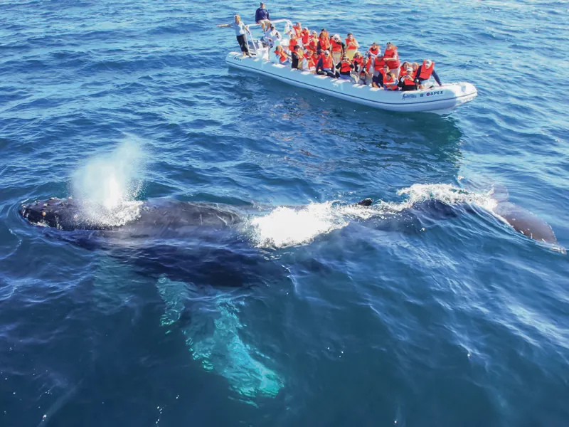 Aerial view of a whale spouting near an inflatable boat of guests in red life vests