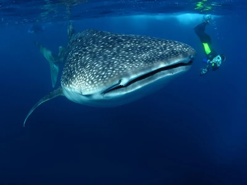 Whale shark swimming toward the camera with a snorkeler just behind
